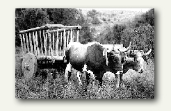 oxen photo